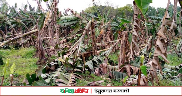 ঝিনাইদহে শৈলকুপায় হঠাৎ ঝড়ে ব্যাপক ক্ষতি