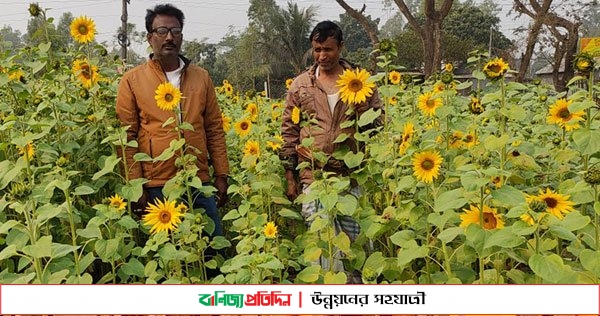 সিরাজগঞ্জে সূর্যমুখী ফুল চাষাবাদে বাম্পার ফলন