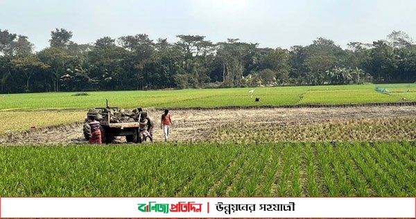 ফরিদগঞ্জে কৃষি জমির ‘টপ সয়েল’ কাটায় কমে যাচ্ছে ফসল উৎপাদন