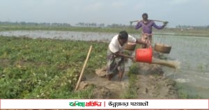 দু-দিনের বৃষ্টিতে বিপাকে জয়পুরহাটের আলু চাষীরা