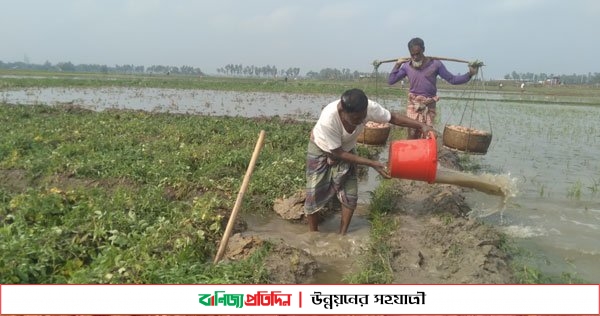 দু-দিনের বৃষ্টিতে বিপাকে জয়পুরহাটের আলু চাষীরা