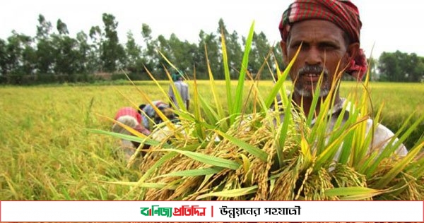 সরকারি খাদ্যগুদামে ধান দিতে অনীহা কৃষকদের