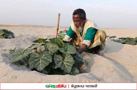 ধু-ধু বালুচরে কুমড়া চাষে লাভবান হচ্ছেন কুড়িগ্রামের চরের কৃষকরা