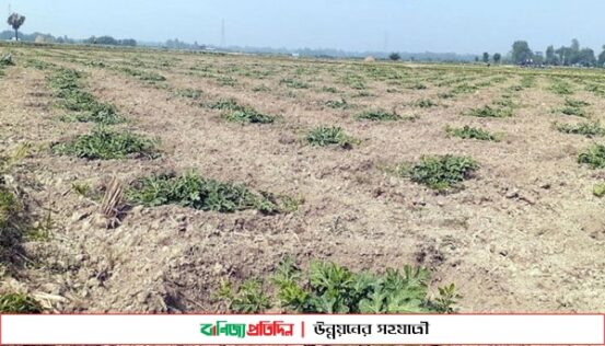 মিরসরাইয়ে সাড়ে তিনশ’ একর জমিতে আবাদ করা তরমুজে বাম্পার ফলনের আশা