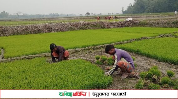 রংপুরে বোরো চাষে বাড়তি খরচের শঙ্কা