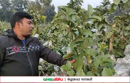 চাকুরী ছেড়ে কৃষি কাজ করে সফল হলেন চুয়াডাঙ্গার তরুণ