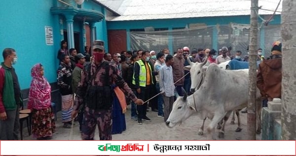 খামার থেকে গরু নিয়ে গেল বিজিবি, মালিকানা যাচাইয়ের নির্দেশ আদালতের