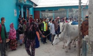 লালমনিরহাটে খামার থেকে গরু নিয়ে গেছে বিজিবি, দাবী ভারতীয়