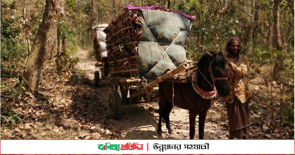 ঝরাপাতা বিক্রি করে সংসার চালাচ্ছেন নিম্ন আয়ের তিনসহস্রাধিক পরিবার