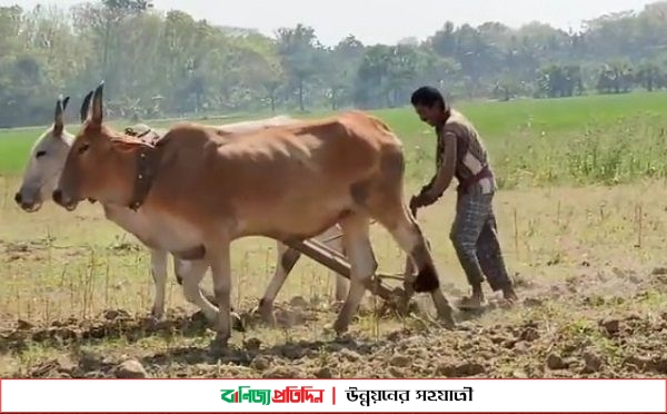 পশু খাদ্রের মূল্য, বৃদ্দি বিপাকে কৃষক