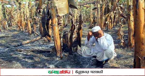 পাবনায় দুর্বৃত্তদের আগুনে ৫০ বিঘার কলার বাগান ছাই!