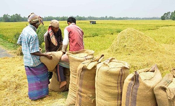 ২৫৬ উপজেলায় অ্যাপে কৃষকের কাছ থেকে ধান কিনবে সরকার