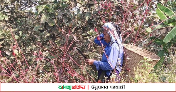 জুমের পাহাড়ের কদর বাড়ছে টক ফল