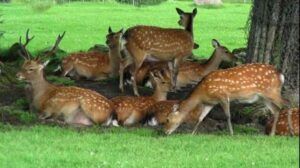 খাবারের জন্য লোকালয়ে আসা ২ হরিণের প্রাণ গেলো গাড়ি চাপায়