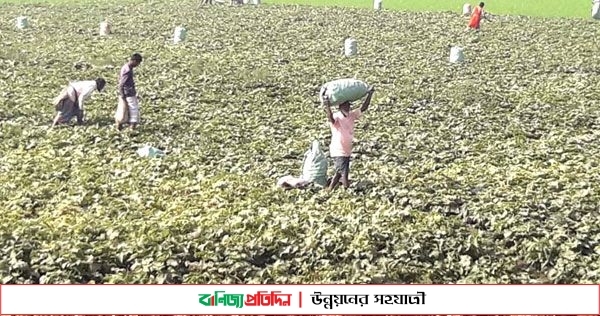 সিরাজগঞ্জে ক্ষিরার বাম্পার ফলন, খুশিতে আত্মহারা কৃষক