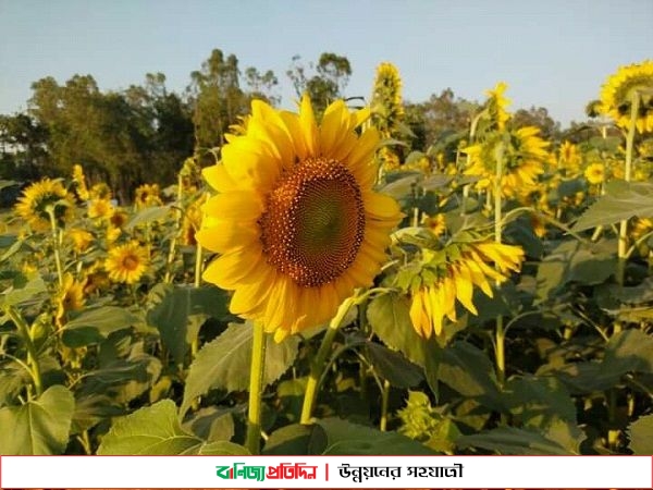 মিরসরাইয়ে সূর্যমুখী ফুলের চাষে ঝুকছে কৃষক