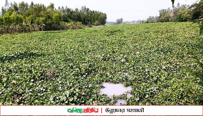 কচুরিপানায় দখল নদী, পারাপারে দূর্ভোগ