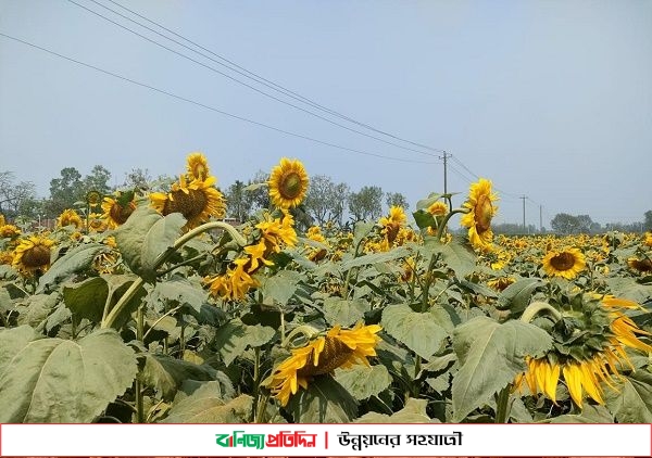 খানসামায় সবুজের বুক চিরে হলুদ সুর্যমুখীর হাসিতেই হাসছেন চাষীরা