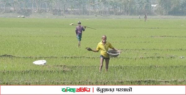 কুড়িগ্রামে অধিক সার-কীটনাশক ব্যবহারে হুমকীতে মাটি ব্যবস্থাপনা