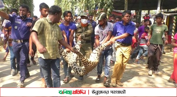 নীলফামারীতে মুরগির খামারে বিদ্যুতায়িত হয়ে চিতা বাঘের মৃত্যু