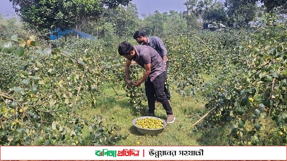 সখীপুরে কুল চাষে তিন বন্ধুর ভাগ্য বদল