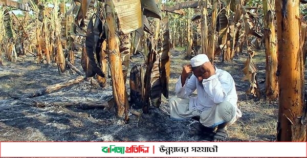 দুর্বৃত্তদের আগুনে কলার বাগান ছাই