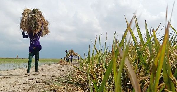 হাওরের ৪১ শতাংশ বোরো ধান কাটা সম্পন্ন