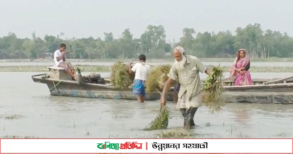 তিস্তা পাড়ে কাটছে কৃষকের নির্ঘুম রাত