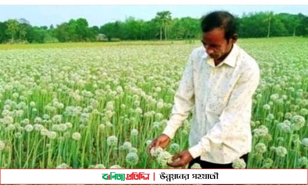 মাগুরায় ২৫ কোটি টাকার পেয়াজ বীজ উৎপাদনের সম্ভাবনা