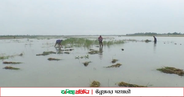 কুড়িগ্রামে এক রাতেই ৫০ হেক্টর ফসল নিমজ্জিত