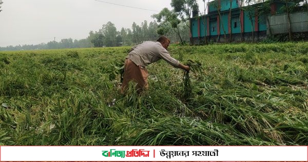 চিলমারীতে ঝড়ে ফসলের ব্যাপক ক্ষতি