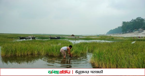 যমুনায় হঠাৎ পানি বৃদ্ধি, শঙ্কায় বোরো চাষীরা