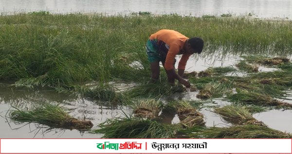 কোমর পানিতে নেমে বোরে ধান কাটছে চরাঞ্চলের চাষীরা