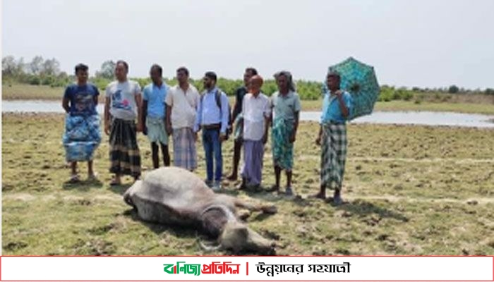  সিইউএফএল’র বিষাক্ত বর্জ্যে ১৩ মহিষ মারা যাওয়ার অভিযোগ