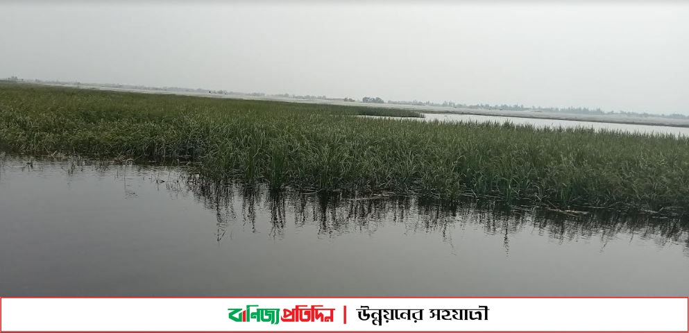 অসময়ে তিস্তায় বাড়ছে পানি, কপাল পুড়লো চাষীদের