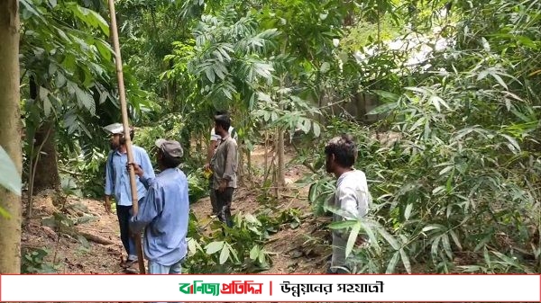 নোয়াখালীতে ছেঁড়া তারে মা-ছেলের মৃত্যু, বিদ্যুতের দুই কর্মী সাময়িক বরখাস্ত