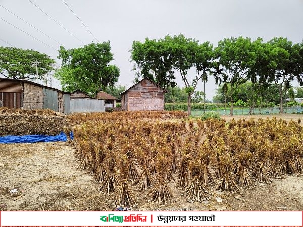 ভালো ফলনেও হাসি নেই খানসামার রসুন চাষীদের মুখে