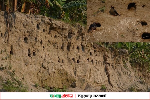 নদীর পাড়ে অসংখ্য গর্তে বাস করছে গাঙ শালিকের দল