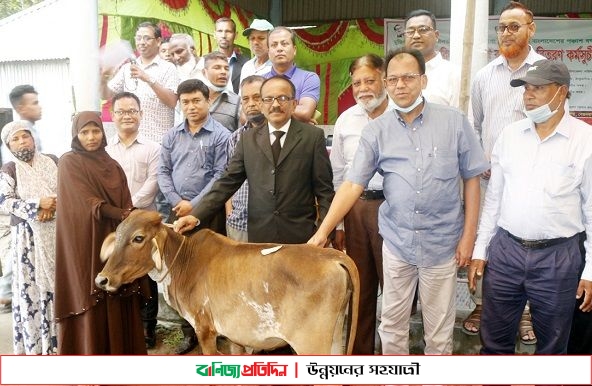 ঠাকুরগাঁওয়ে দরিদ্র পরিবারের মাঝে বিনামূল্যে গরু বিতরণ