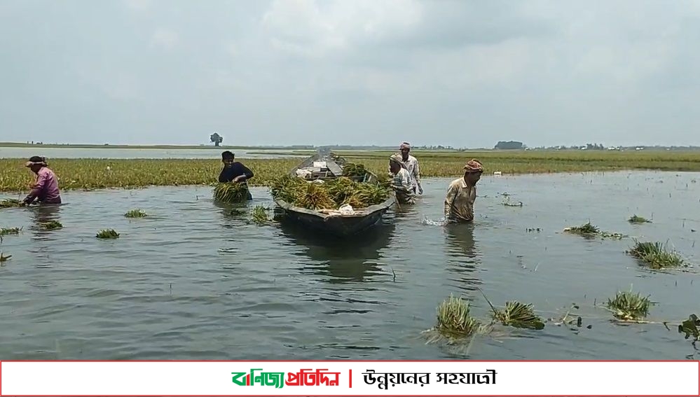 ব্রাহ্মণবাড়িয়ায় স্বপ্নের ফসল পানির নীচে