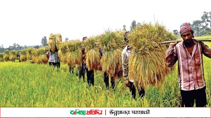 বীজ ডিলার হিসেবে নিবন্ধন পাচ্ছেন টাঙ্গাইলের কৃষকরা