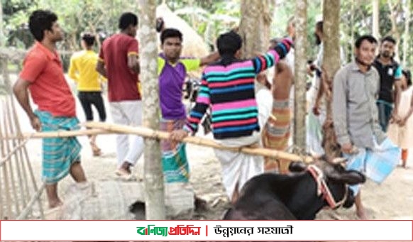 গরু মৃত্যুর খবর প্রকাশের পর ৩ টি মেডিকেল বোর্ড গঠন