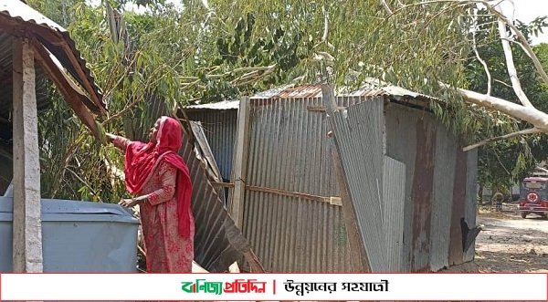 সিরাজগঞ্জে কালবৈশাখী ঝড়ে লন্ডভন্ড গ্রাম ফসলের ক্ষতি 