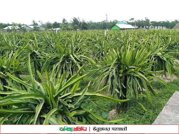 হাজীগঞ্জে ড্রাগন ফল চাষে লাভবান ইব্রাহীম খলিল