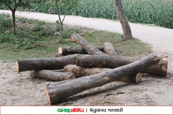 টেন্ডার ছাড়ায় সরকারি গাছ কেটে বিক্রির অভিযোগ