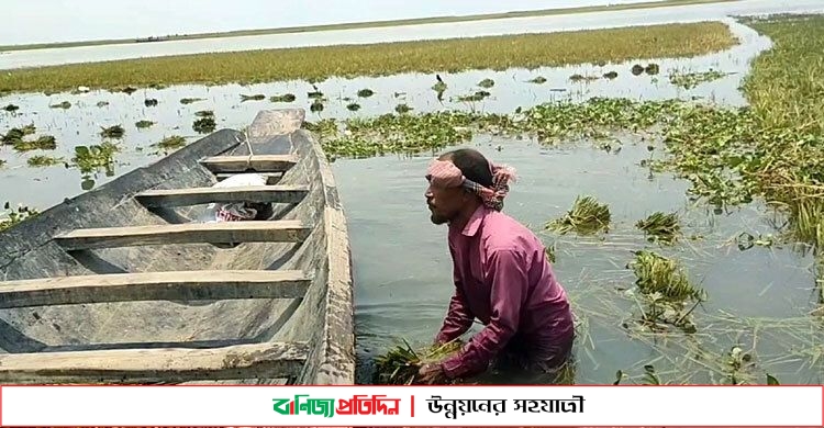 ফসলি জমি তলিয়ে যাওয়ায় দিশেহারা কৃষক