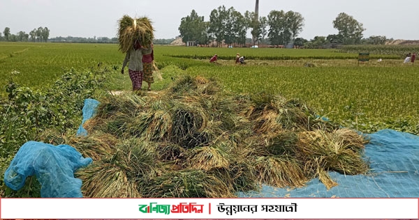 ঠাকুরগাঁওয়ে ব্রি ধান-৮৪ আগাম কাটা শুরু