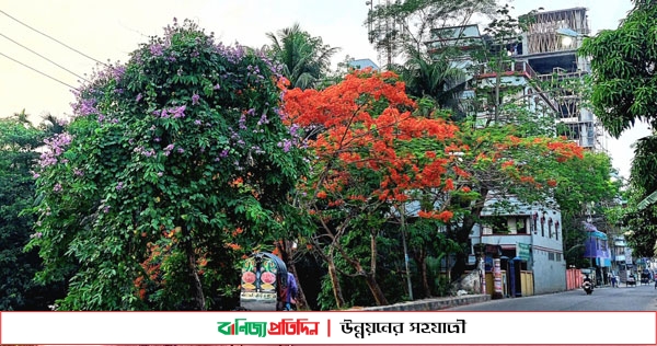 কৃষ্ণচূড়া-জারুল-সোনালুতে সেজেছে বরিশালের পথঘাট