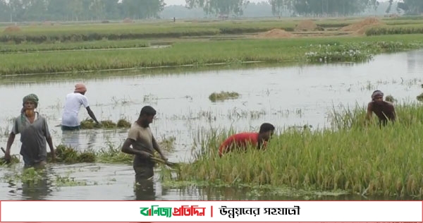 কুড়িগ্রামে তিন দিনের বৃষ্টিতে কৃষকের পাকা ধান বিনষ্ট