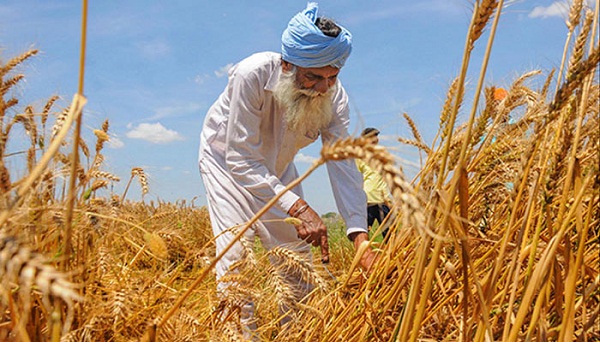 গম রপ্তানি নিষেধাজ্ঞা শিথিল করলো ভারত